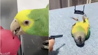 Baby animals funny parrots and cute birds compilation 2021 Smart Parrots @3