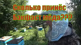 СКОЛЬКО ПРИНЁС МЁДА БАКФАСТ В УЛЬЕ РУТА НА СТАЦИОНАРНОЙ ПАСЕКЕ