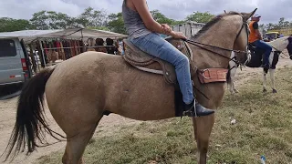 FEIRA DE CAVALOS DE CARUARU PE, TERÇA FEIRA 20/09/2022