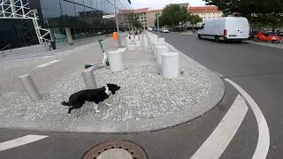 Parkour with dog POV Berlin