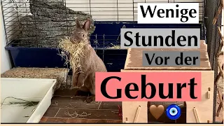 Wenige Stunde vor der GEBURT/Milly bekommt das erste mal Nachwuchs/Kaninchenbande🧿🤎