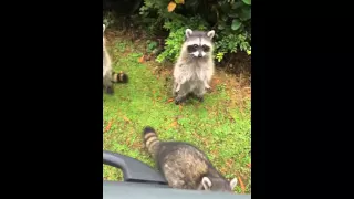 Group of begging raccoons