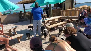 Swimming with the pigs great stirrup cay 1