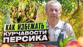 КУРЧАВОСТЬ ЛИСТЬЕВ ПЕРСИКА. Как избавиться от курчавости листьев персика.