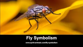 Fly Symbolism