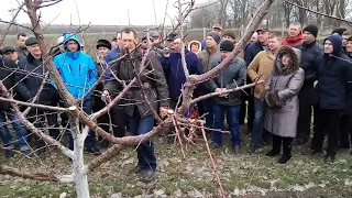 Обрізка абрикоса. Обрезка плодовых деревьев для профессионалов и начинающих садоводов