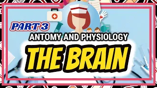 THE HUMAN BRAIN- NERVOUS SYSTEM | ANATOMY AND PHYSIOLOGY PART 3 | | NEIL GALVE