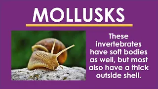 MOLLUSKS | Invertebrates
