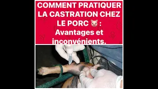 COMMENT PRATIQUER LA CASTRATION SUR LE PORC. avantages et inconvénients