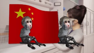 Chinese scientists successfully clone monkeys