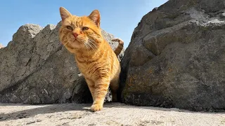 Stray ginger cat climbs out of coastal rocks for a preventative checkup