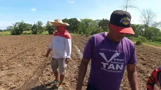 Talong farming from day 1 to 54 days , ating balikan pure organic fertilization