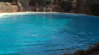 Show Delfines- Loro Parque -Tenerife (Agosto 2023)