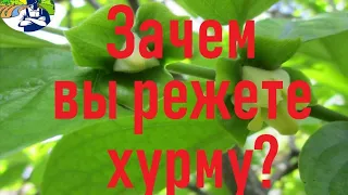 Зачем вы режете хурму?