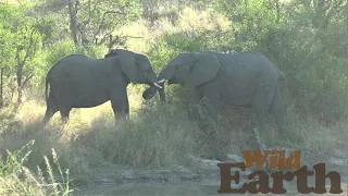 WildEarth - Sunrise - 20 April 2021