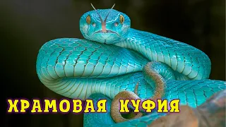 Храмовая  Куфия. Взгляд в мир змей жрецов