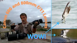 Canon 600 and 800mm f11 Review and Comparison to 100-500 RF