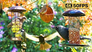 [NO ADS] Cat TV for Cats to Watch 😸 Birds & Squirrels eat from Feeders 🕊️ Bird Videos & Cat Games