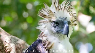 Saving the Majestic Philippine Eagle | Conservation Efforts and Challenges