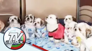 PANOORIN: Mga bibong pets umeeksena sa TikTok | TV Patrol
