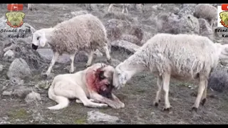 Kangal Dog Couldn't Protect Sheep Herd From Wolf, Then Look What Happened- Kangal Vs Kurt ilginç