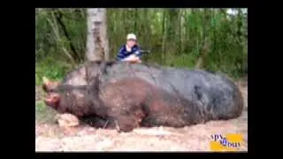 HOGZILLA The Largest Hog EVER  Hogzilla and an 11yr old Kill a 1150 lb wild hog!!