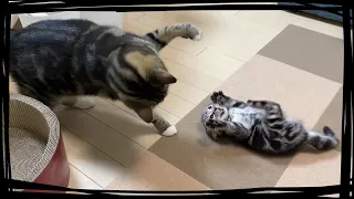 先住猫の猫パンチ VS 新入り子猫のシャーシャー