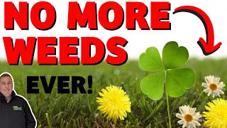 How to kill weeds in your lawn - clover, daisy, dandelions / WEED FREE LAWN the EASY way