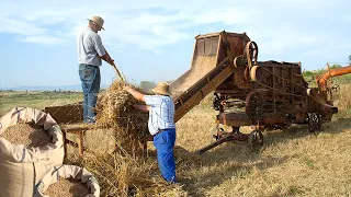 Traditional AGRICULTURAL MACHINERY. Exhibition and evolution in cereal harvesting | Documentary film