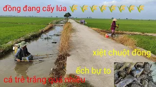 xiệt chuột đồng, ếch bự quá nhiều cá trê trắng. đồng  đang cấy lúa mới xạ 🌾🌾🌾