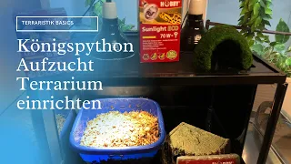 Königspython Aufzucht - so machst du alles richtig! Terrarium richtig einrichten -Terraristik Basics