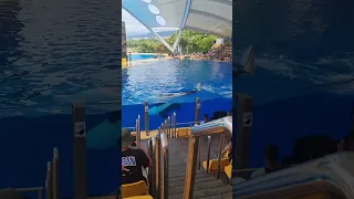 Tenerife Loro Park Orca Splash 02