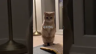 猫神様(※最後まで見てほしいです。お願いします。)