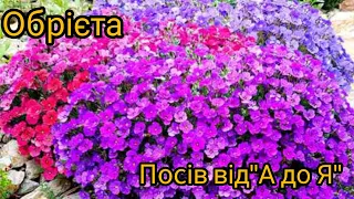 Обрієта багаторічна,посів від "А до Я".Sowing the Aubrieta flower from A to Z.