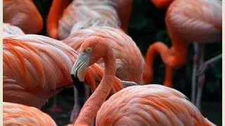 Pink Flamingos at the San Diego Zoo (in HD)