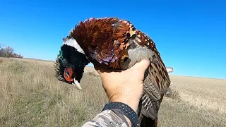 One Hour Montana Pheasant Limit - KOL 217 #shotkam #pheasant #hunting #montana