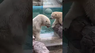 仲良くドッボンw男鹿水族館GAOのホッキョクグマ親子ʕ•ᴥ•ʔユキ＆フブキ　#Shorts