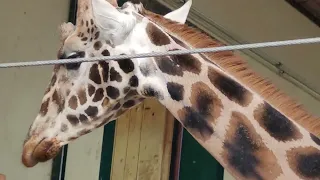 ЭКСКЛЮЗИВ!!! КРУПНЫМ ПЛАНОМ!!! Giraffe/Żyrafa