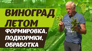 Как ухаживать за виноградом летом