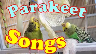 10 Hr Help Quiet Parakeets Sing by Playing This, Cute Budgies Chirping. Reduce Stress of lonely Bird