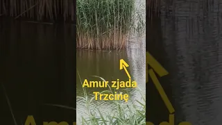 Amur obgryza trzcinę