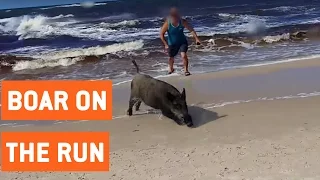 Wild Boar Attacks Tourists On Beach | On The Run