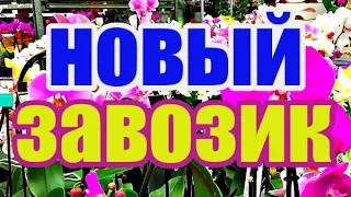 🌸Продажа орхидей по Украине. Отправка в любую точку.(завоз 4. окт. 19 г.) ЗАМЕЧТАТЕЛЬНЫЕ КРАСОТКИ