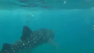 Китовая акула мальдивы / Whale shark in the Maldives