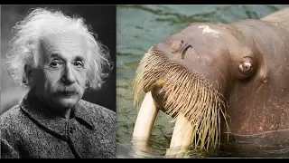 Can A Walrus Have A Higher IQ Than Albert Einstein? (2019)