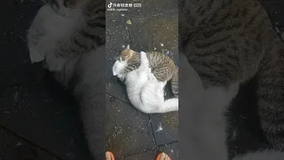Two cute cats wrestling #cat