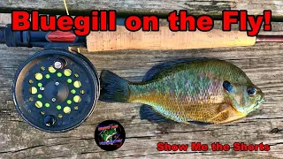 BLUEGILL ON THE FLY! | Fly Fishing for Bluegill #shorts