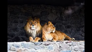 Lions pride Documentary HD 2018 | Wild Planet