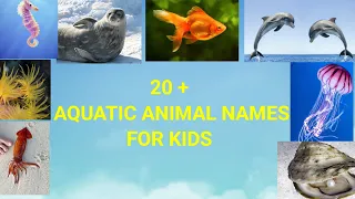 20 + AQUATIC ANIMAL NAMES