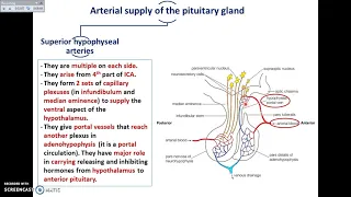 The Pituitary Gland (2) - Divisions and Blood supply - Dr. Ahmed Farid